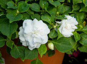 Netýkavka, balzamína turecká 'Musica Pure White' - Impatiens walleriana 'Musica Pure White'
