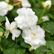 Netýkavka turecká 'Musica Pure White' - Impatiens walleriana 'Musica Pure White'