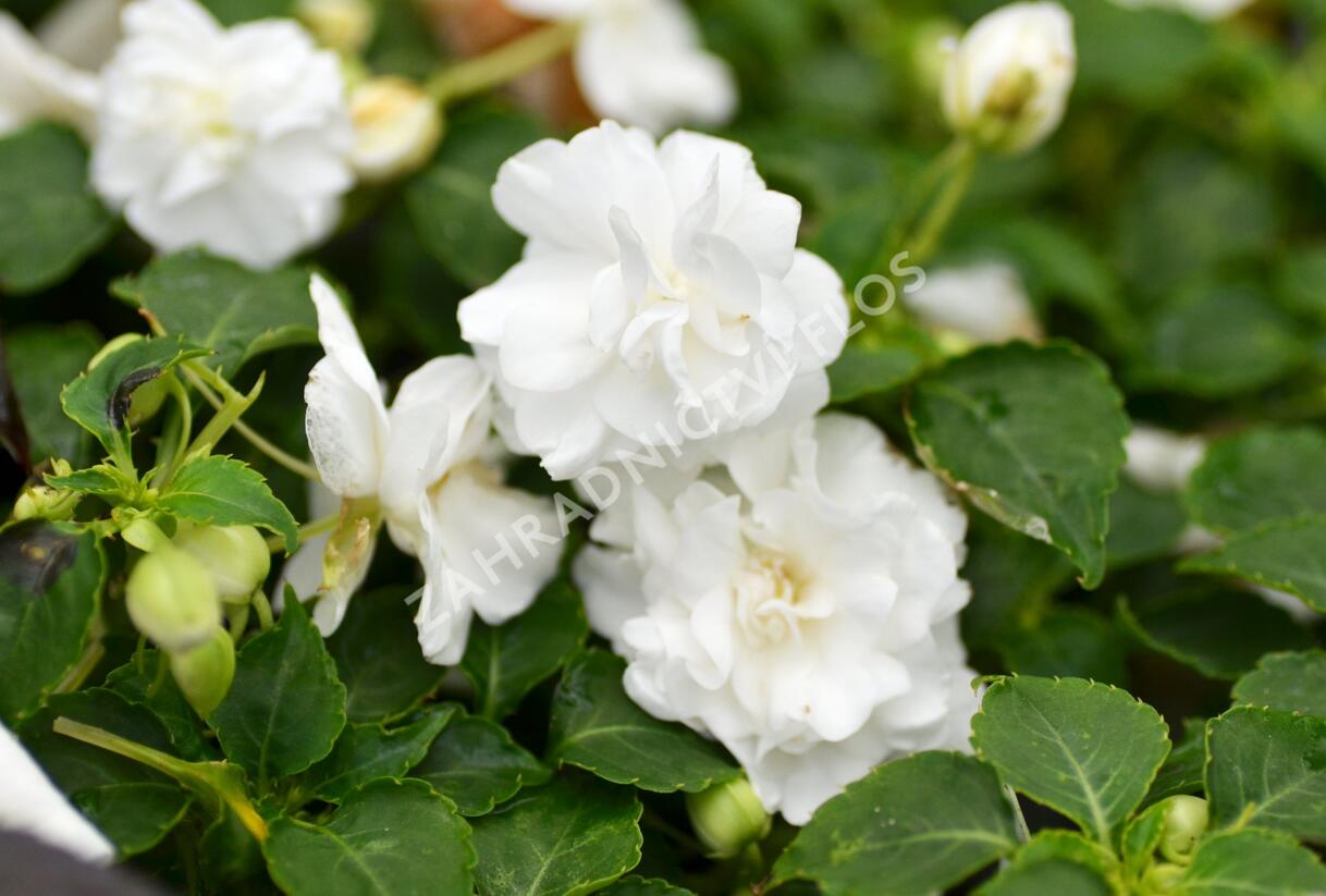 Netýkavka, balzamína turecká 'Musica Pure White' - Impatiens walleriana 'Musica Pure White'