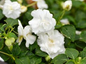 Netýkavka, balzamína turecká 'Musica Pure White' - Impatiens walleriana 'Musica Pure White'