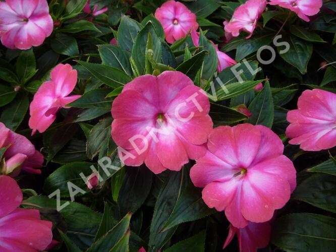 Netýkavka 'Harmony Radiance Magenta' - Impatiens Neu Guinea 'Harmony Radiance Magenta'