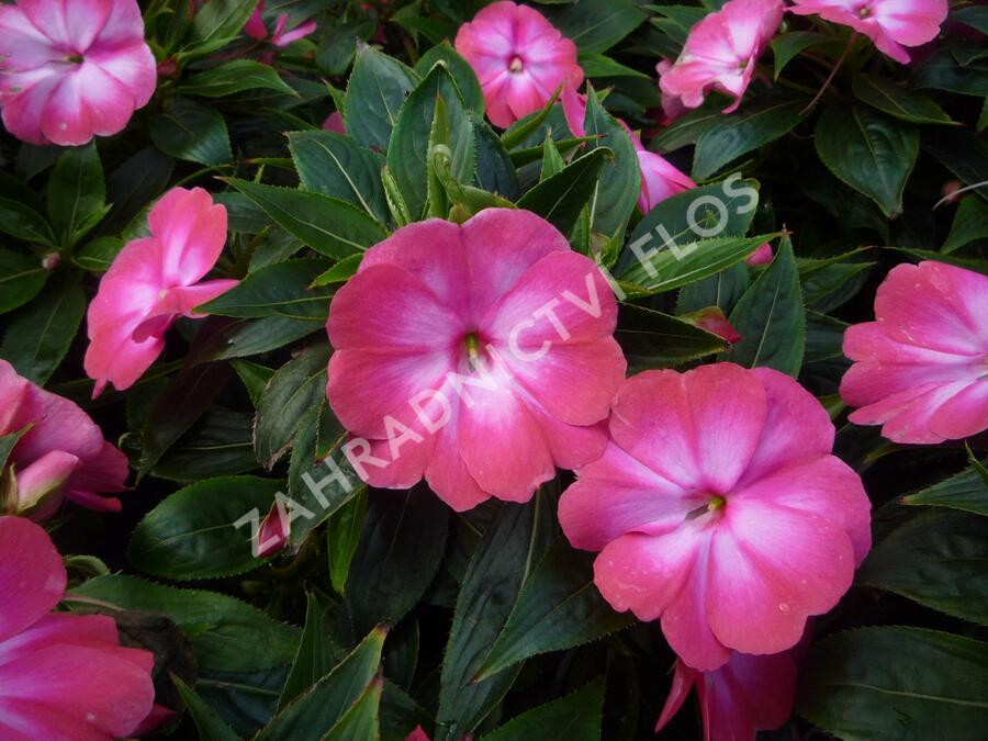 Netýkavka 'Harmony Radiance Magenta' - Impatiens Neu-Guinea 'Harmony Radiance Magenta'