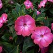 Netýkavka 'Harmony Radiance Magenta' - Impatiens Neu-Guinea 'Harmony Radiance Magenta'