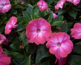 Netýkavka, balzamína 'Harmony Radiance Magenta'