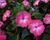 Netýkavka, balzamína 'Harmony Radiance Magenta'