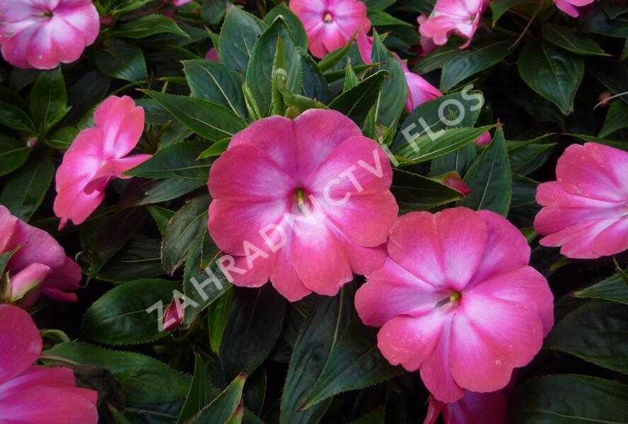 Netýkavka, balzamína 'Harmony Radiance Magenta' - Impatiens Neu Guinea 'Harmony Radiance Magenta'