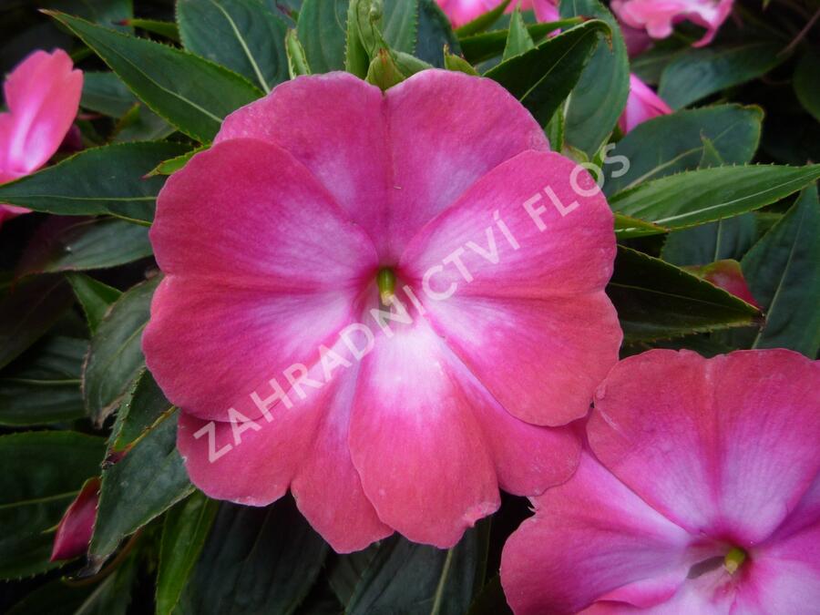 Netýkavka 'Harmony Radiance Magenta' - Impatiens Neu Guinea 'Harmony Radiance Magenta'