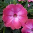 Netýkavka 'Harmony Radiance Magenta' - Impatiens Neu Guinea 'Harmony Radiance Magenta'
