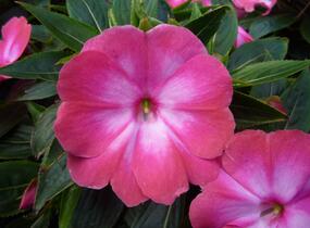 Netýkavka, balzamína 'Harmony Radiance Magenta' - Impatiens Neu Guinea 'Harmony Radiance Magenta'