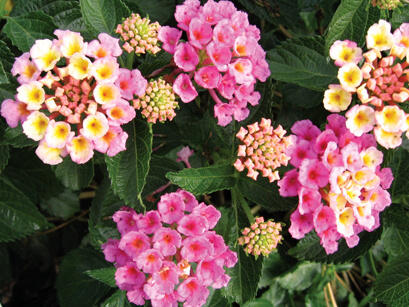 Libora měňavá 'Bandana Rose' - Lantana camara 'Bandana Rose'