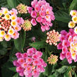 Libora měňavá 'Bandana Rose' - Lantana camara 'Bandana Rose'