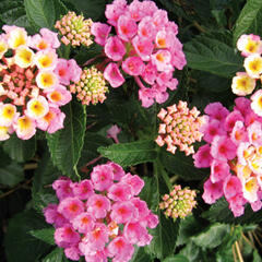 Libora měňavá 'Bandana Rose' - Lantana camara 'Bandana Rose'