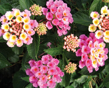 Libora měňavá 'Bandana Rose'