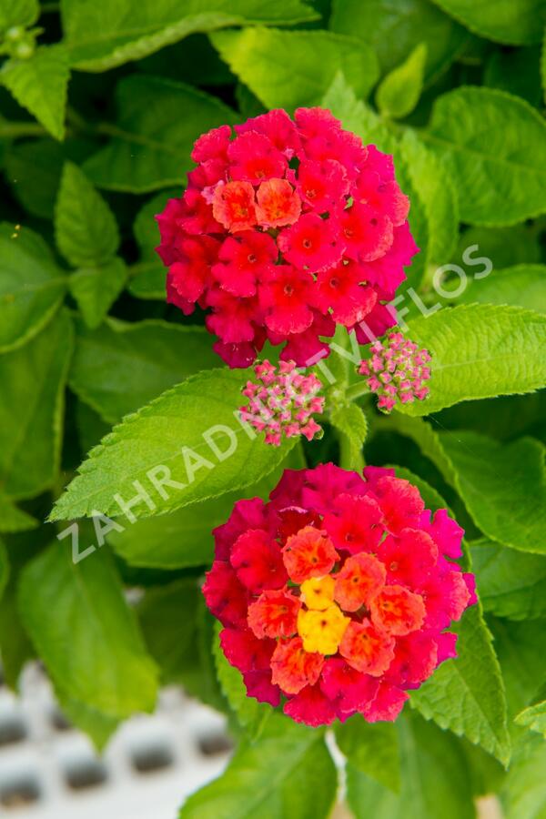 Libora měňavá 'Bandana Cherry' - Lantana camara 'Bandana Cherry'