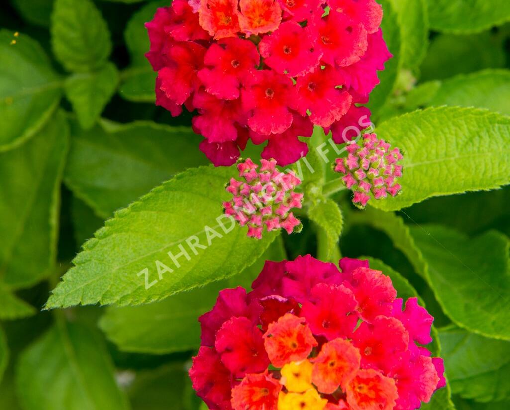 Libora měňavá 'Bandana Cherry' - Lantana camara 'Bandana Cherry'