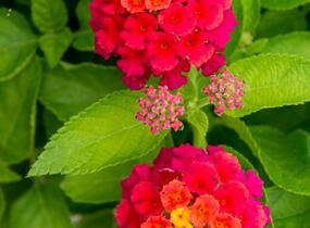 Libora měňavá 'Bandana Cherry' - Lantana camara 'Bandana Cherry'
