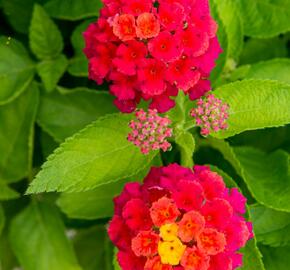 Libora měňavá 'Bandana Cherry' - Lantana camara 'Bandana Cherry'