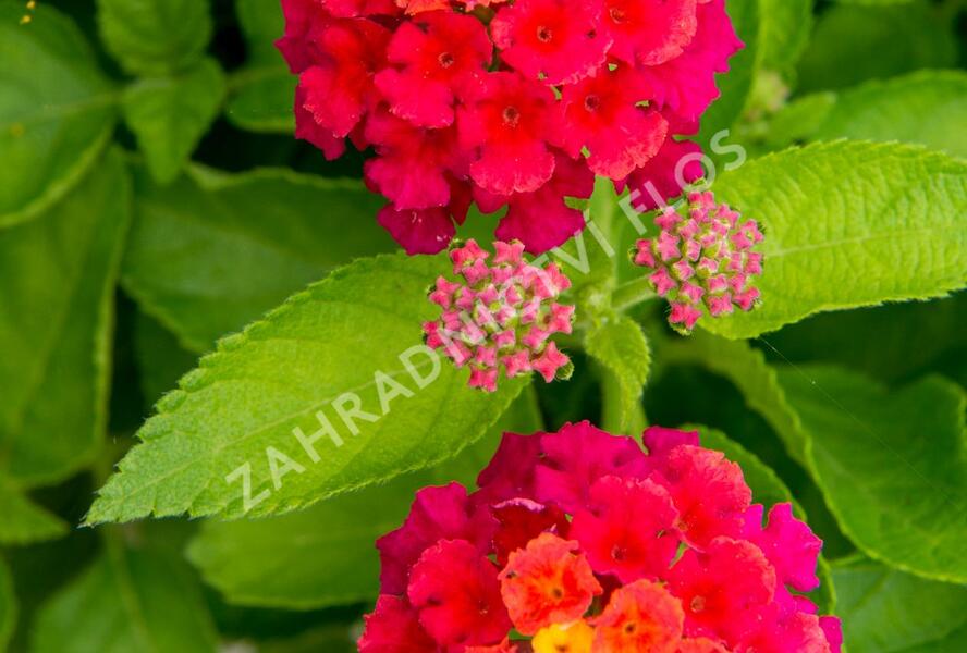 Libora měňavá 'Bandana Cherry' - Lantana camara 'Bandana Cherry'