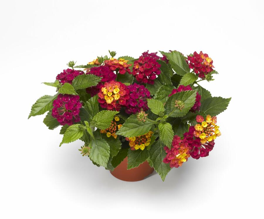 Libora měňavá 'Bandana Cherry' - Lantana camara 'Bandana Cherry'