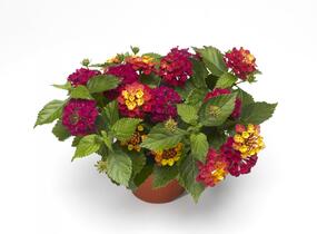 Libora měňavá 'Bandana Cherry' - Lantana camara 'Bandana Cherry'