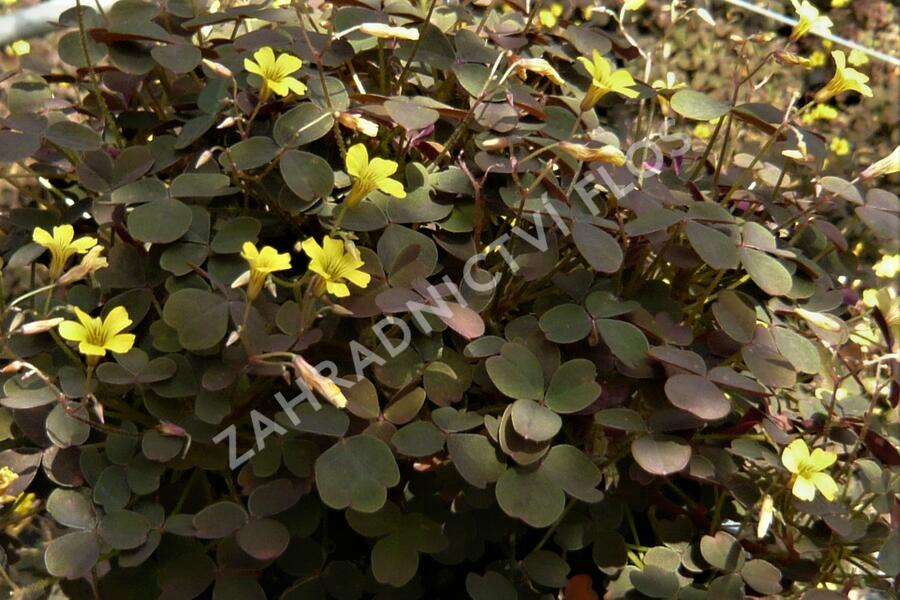 Šťavel 'Burgundy' - Oxalis vulcanicola 'Burgundy'