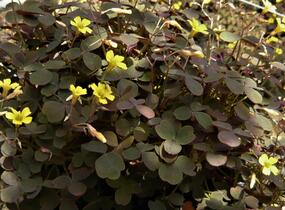 Šťavel 'Burgundy' - Oxalis vulcanicola 'Burgundy'