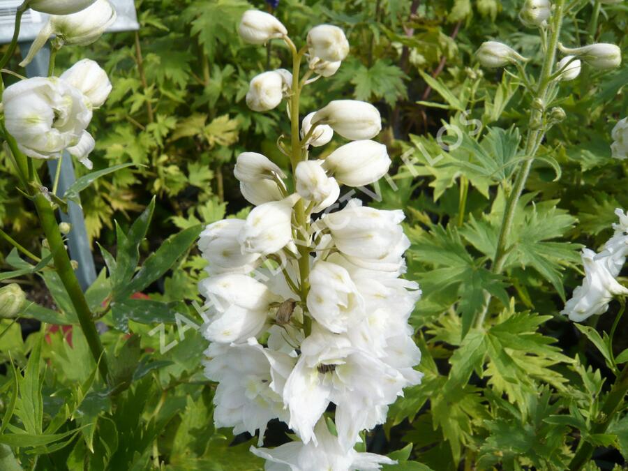 Ostrožka 'Excalibur Pure White' - Delphinium x cultorum 'Excalibur Pure White'