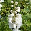 Ostrožka 'Excalibur Pure White' - Delphinium x cultorum 'Excalibur Pure White'