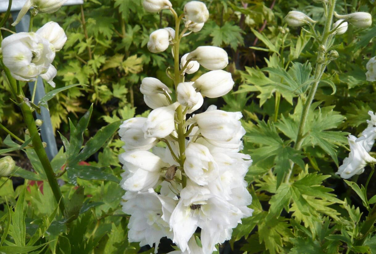 Ostrožka 'Excalibur Pure White' - Delphinium x cultorum 'Excalibur Pure White'