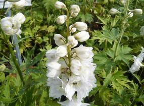 Ostrožka 'Excalibur Pure White' - Delphinium x cultorum 'Excalibur Pure White'