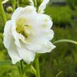 Ostrožka 'Excalibur Pure White' - Delphinium x cultorum 'Excalibur Pure White'