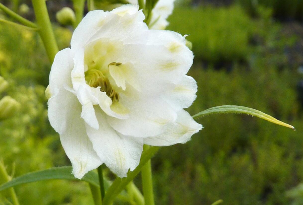 Ostrožka 'Excalibur Pure White' - Delphinium x cultorum 'Excalibur Pure White'
