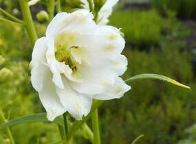 Ostrožka 'Excalibur Pure White' - Delphinium x cultorum 'Excalibur Pure White'