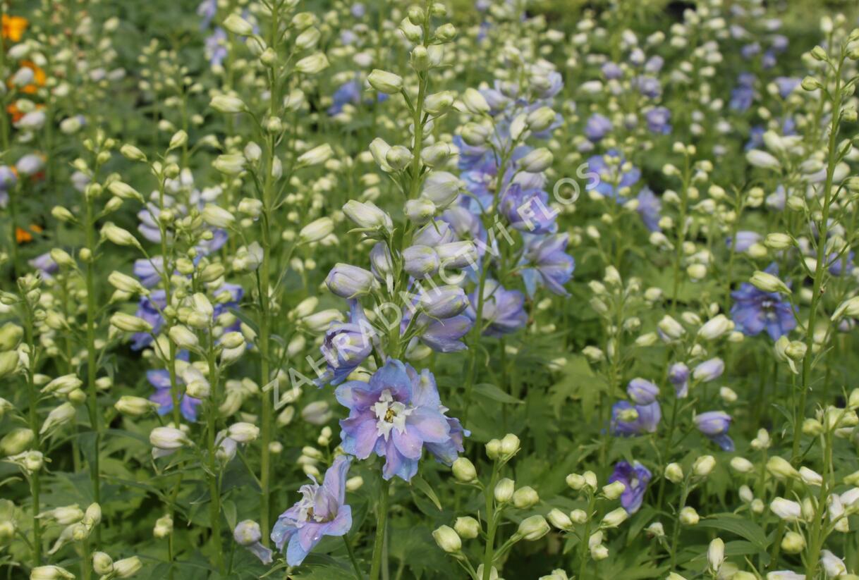 Ostrožka 'Excalibur Light Blue White' - Delphinium x cultorum 'Excalibur Light Blue White'