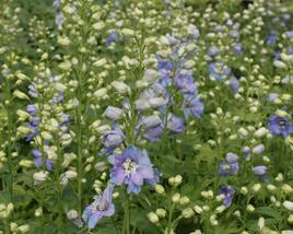 Ostrožka 'Excalibur Light Blue White'