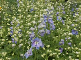 Ostrožka 'Excalibur Light Blue White' - Delphinium x cultorum 'Excalibur Light Blue White'