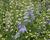 Ostrožka 'Excalibur Light Blue White'