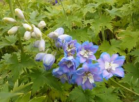 Ostrožka 'Excalibur Light Blue White' - Delphinium x cultorum 'Excalibur Light Blue White'
