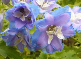 Ostrožka 'Excalibur Light Blue White' - Delphinium x cultorum 'Excalibur Light Blue White'