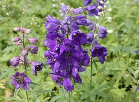 Ostrožka 'Excalibur Dark Blue with Black' - Delphinium x cultorum 'Excalibur Dark Blue with Black'