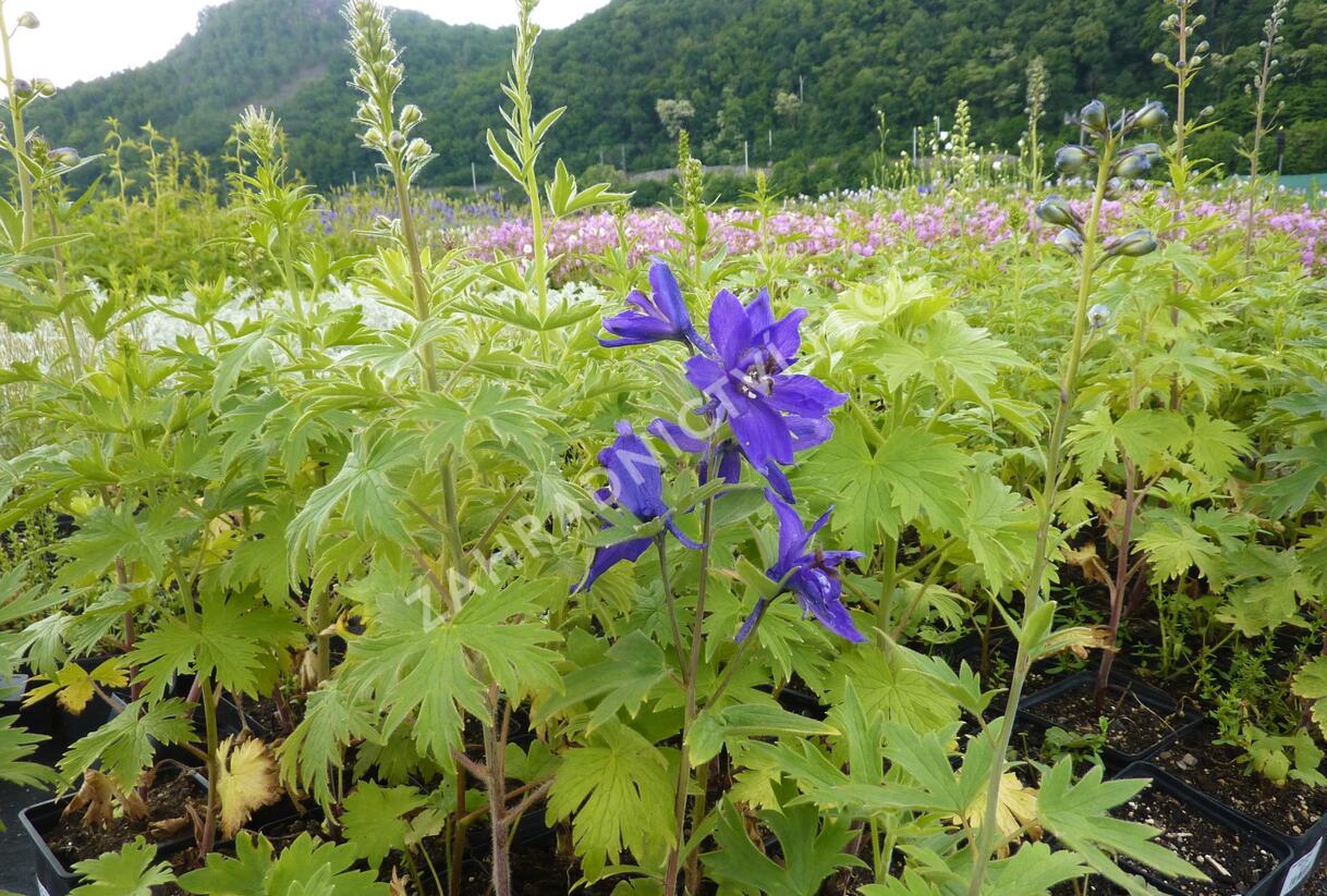 Ostrožka 'Excalibur Dark Blue with Black' - Delphinium x cultorum 'Excalibur Dark Blue with Black'