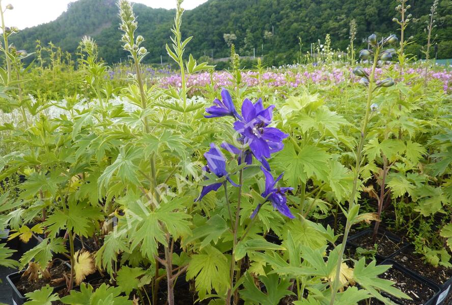 Ostrožka 'Excalibur Dark Blue with Black' - Delphinium x cultorum 'Excalibur Dark Blue with Black'