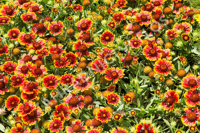 Kokarda osinatá 'Sunrita Red Yellow Tip' - Gaillardia aristata 'Sunrita Red Yellow Tip'