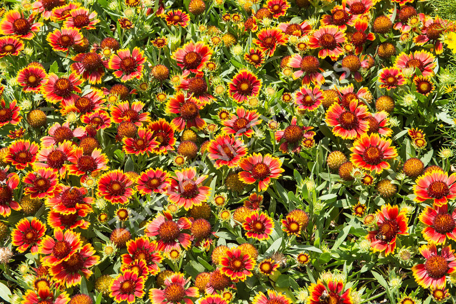 Kokarda osinatá 'Sunrita Red Yellow Tip' - Gaillardia aristata 'Sunrita Red Yellow Tip'