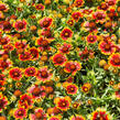 Kokarda osinatá 'Sunrita Red Yellow Tip' - Gaillardia aristata 'Sunrita Red Yellow Tip'