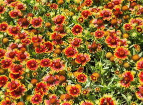Kokarda osinatá 'Sunrita Red Yellow Tip' - Gaillardia aristata 'Sunrita Red Yellow Tip'