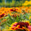 Kokarda osinatá 'Sunrita Red Yellow Tip' - Gaillardia aristata 'Sunrita Red Yellow Tip'