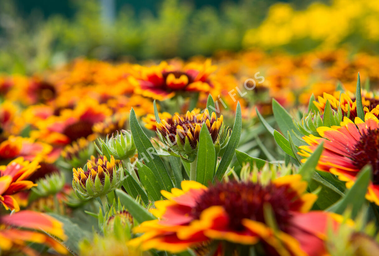 Kokarda osinatá 'Sunrita Red Yellow Tip' - Gaillardia aristata 'Sunrita Red Yellow Tip'