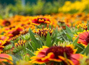 Kokarda osinatá 'Sunrita Red Yellow Tip' - Gaillardia aristata 'Sunrita Red Yellow Tip'