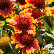 Kokarda osinatá 'Sunrita Red Yellow Tip' - Gaillardia aristata 'Sunrita Red Yellow Tip'